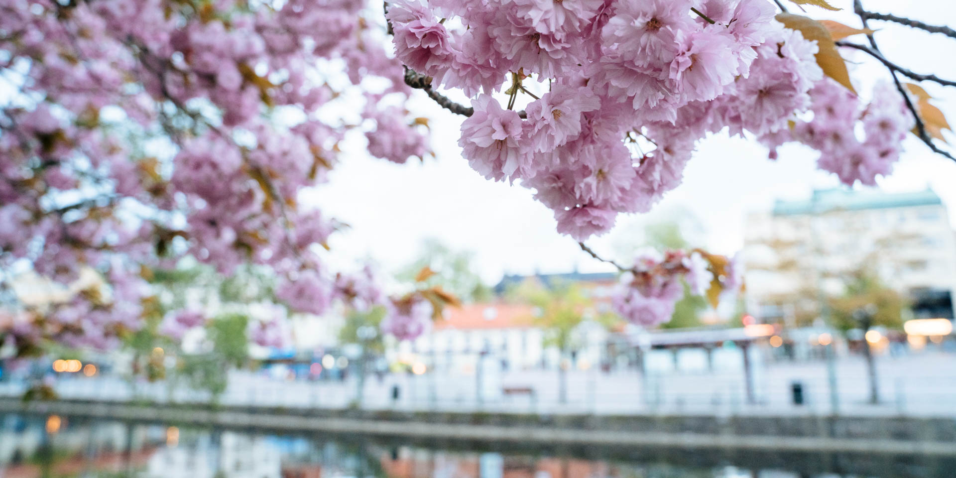 Boras Stadsparken Der Stadtpark Von Boras Guidebooksweden