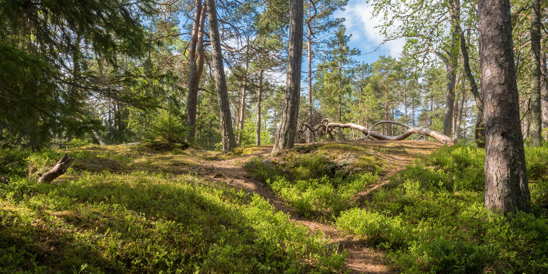 Tyresta - Nordic jungle near | GuidebookSweden