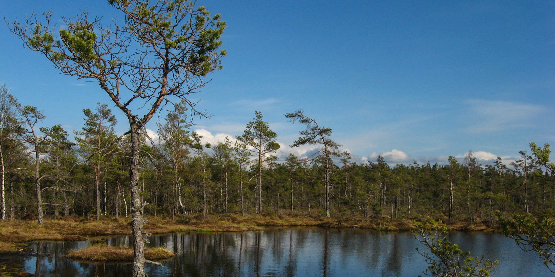 Dumme Mosse Naturreservat 2011