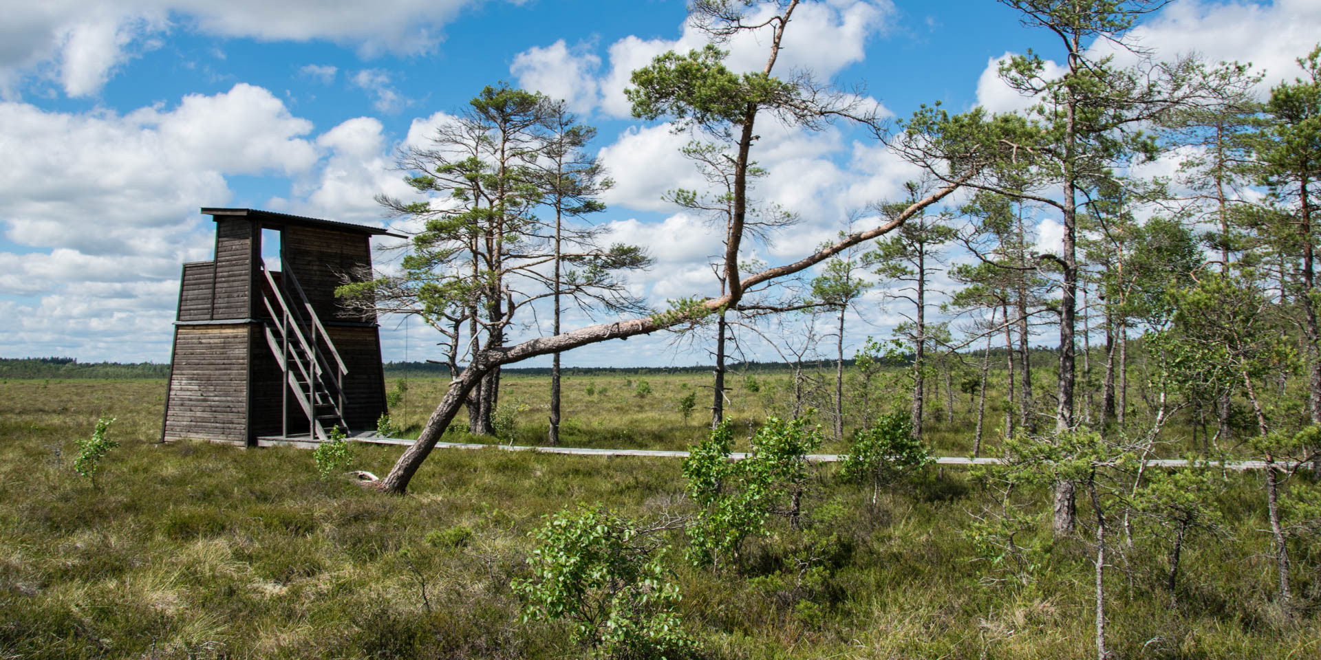 Horsnäsamossens Naturreservat 2019