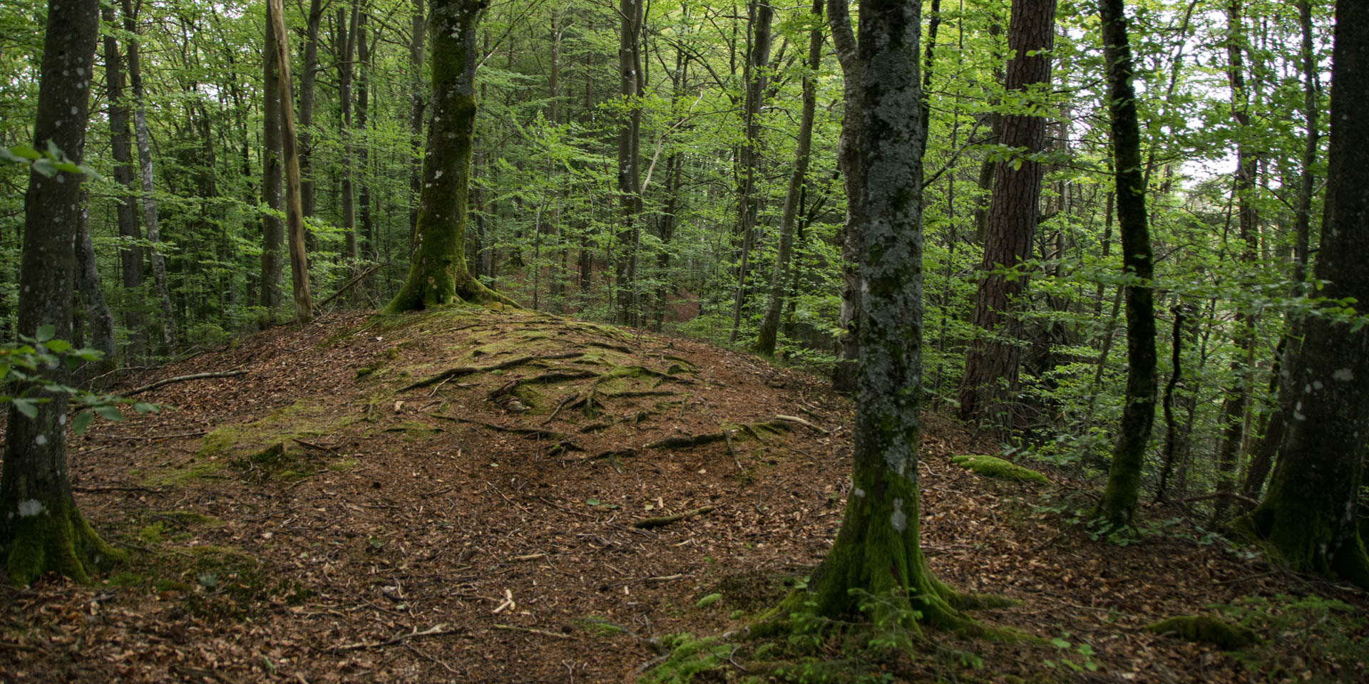 Hannabadsåsens Naturreservat 2019