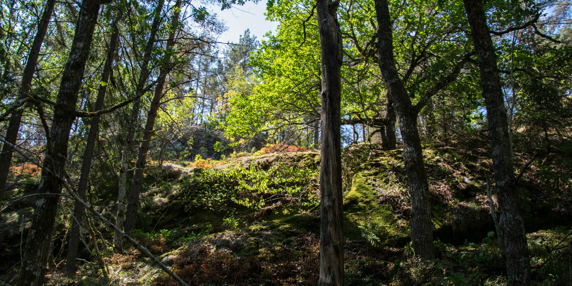 Korpbergets Naturreservat 2018