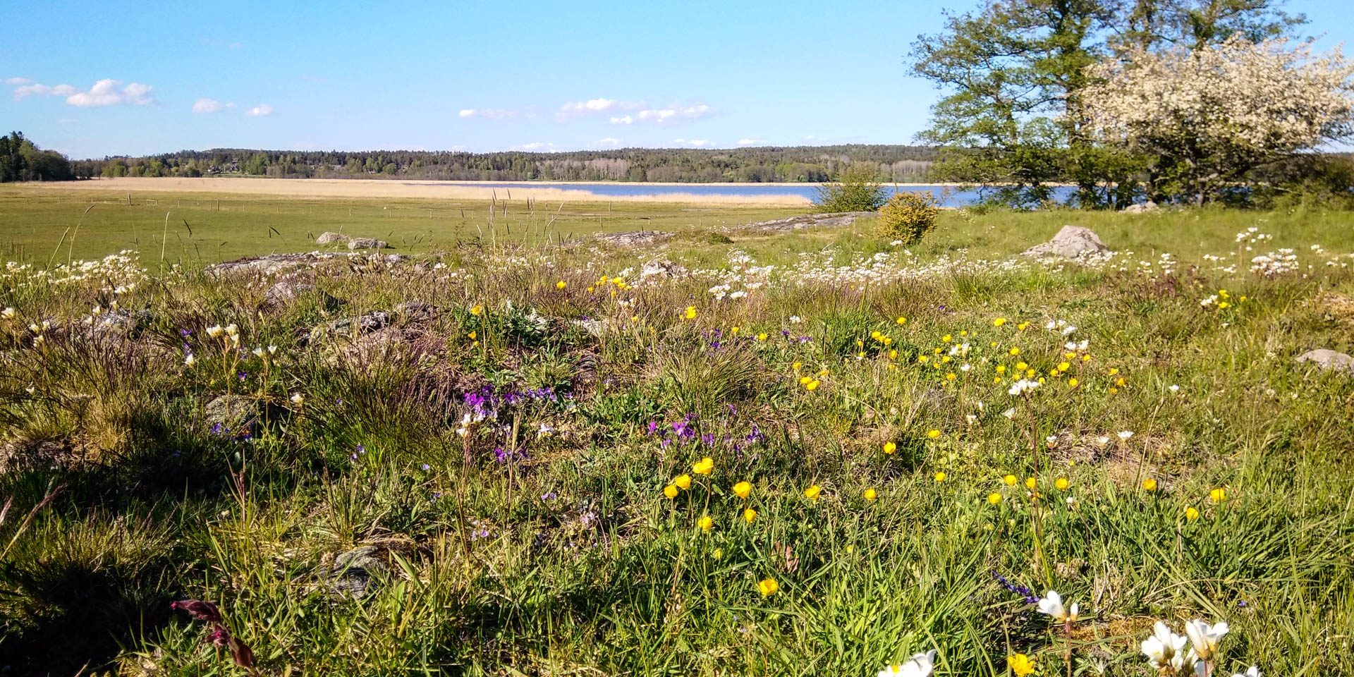 Labro Ängars Naturreservat 2020