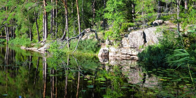 Fjällmossens Naturreservat Großes Naturschutzgebiet in Kolmården