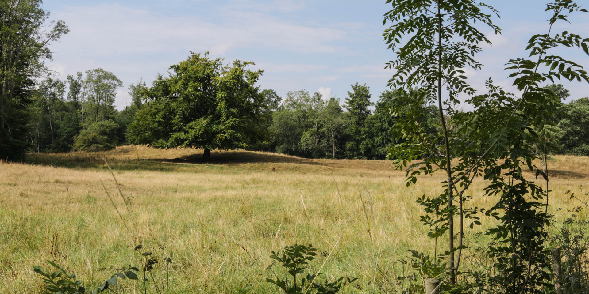 Svaneholm Vassens Naturreservat 2018