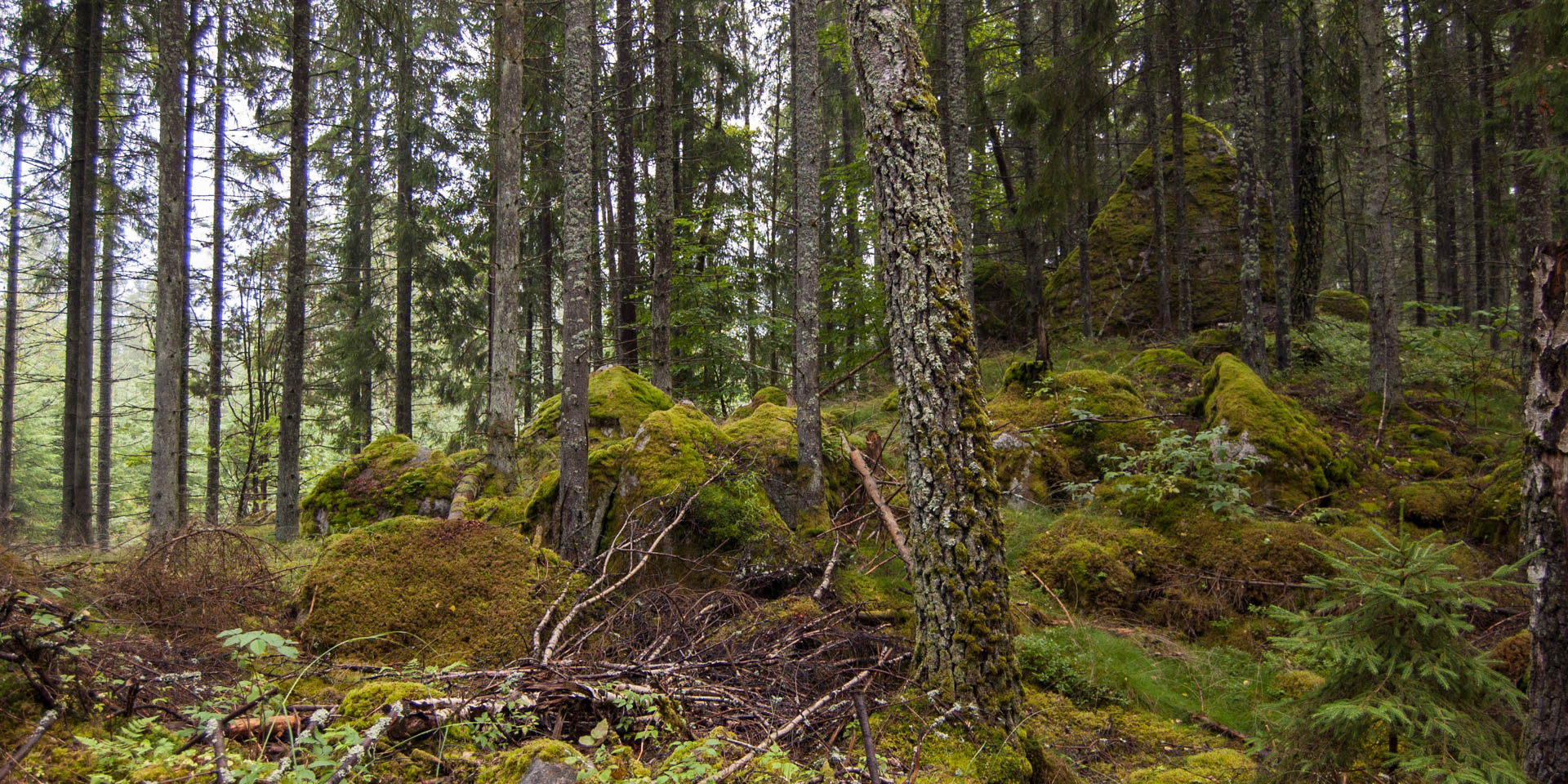 Grönviks Naturreservat 2015