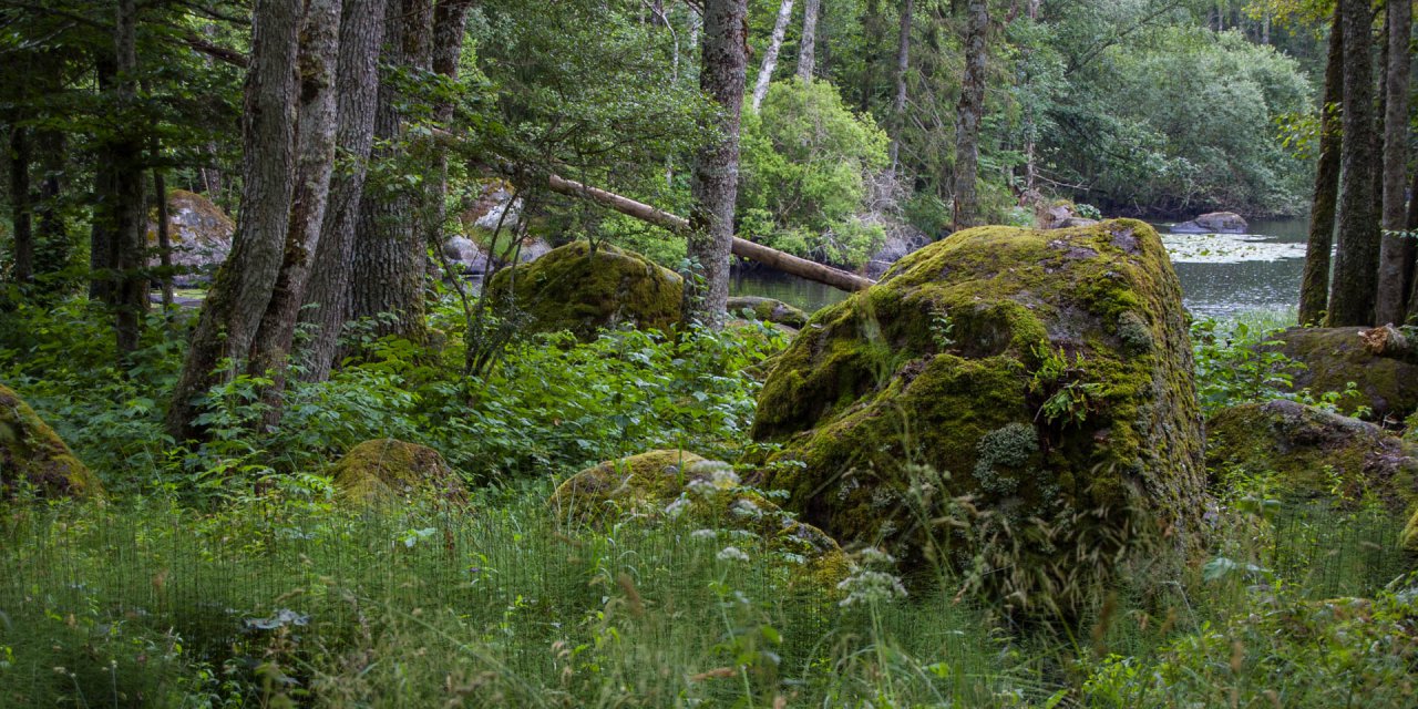 Stenfors Naturreservat 2015