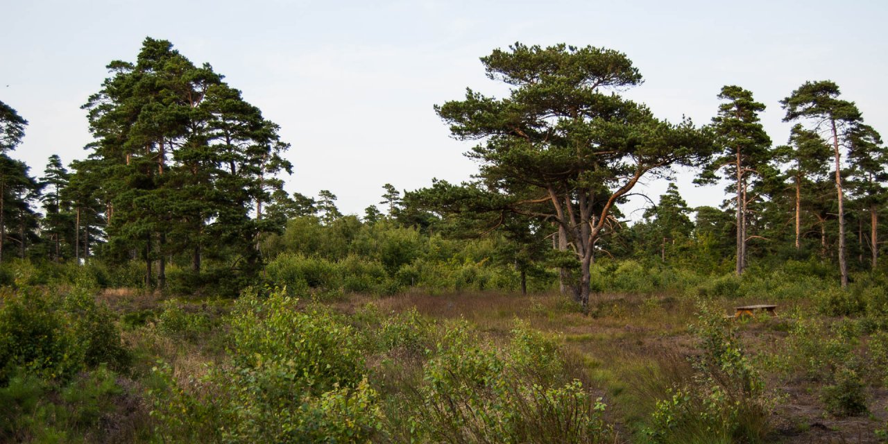 Skanörs Ljungs Naturreservat 2011