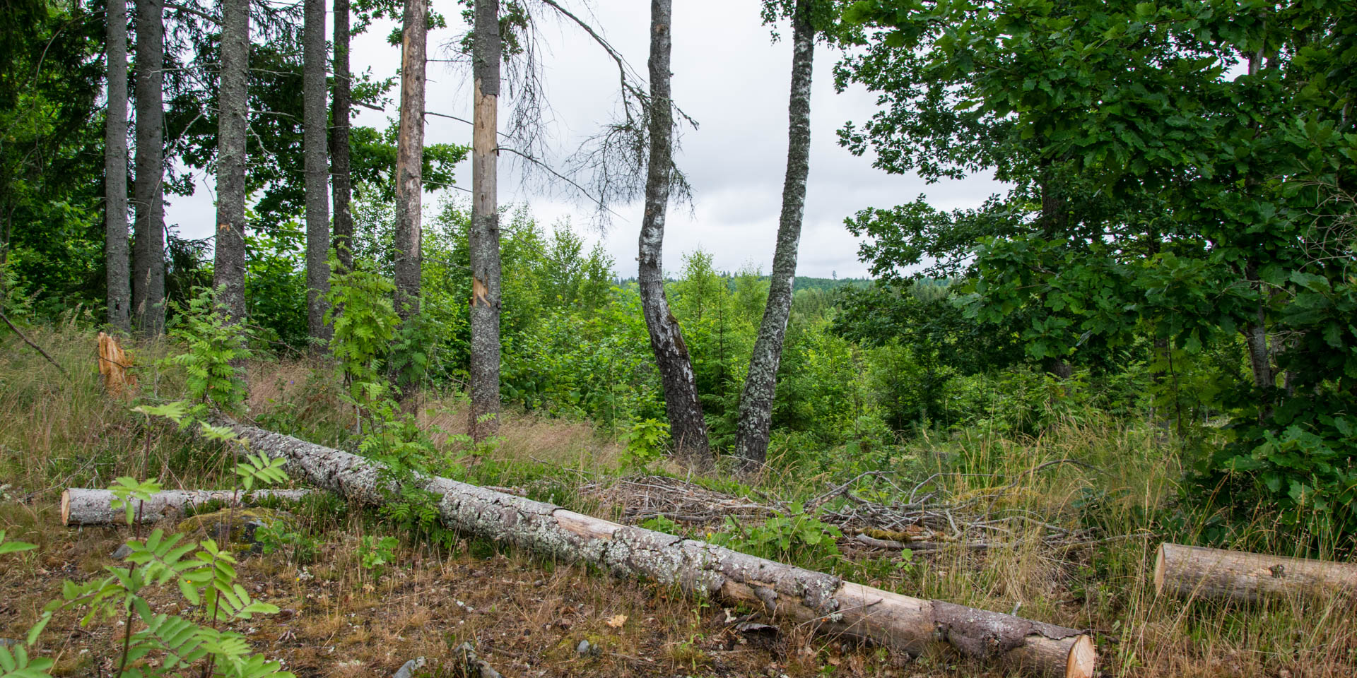 Oxhagsbergets Naturreservat 2022