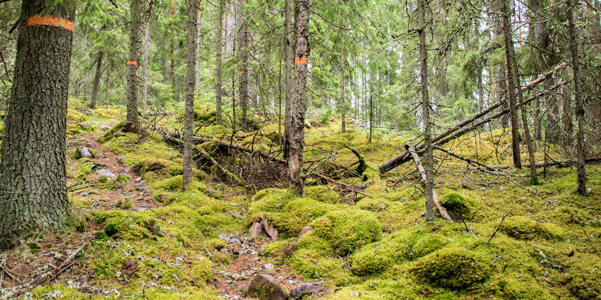 Stolpabergs Naturreservat 2022